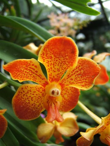 orchidee�n